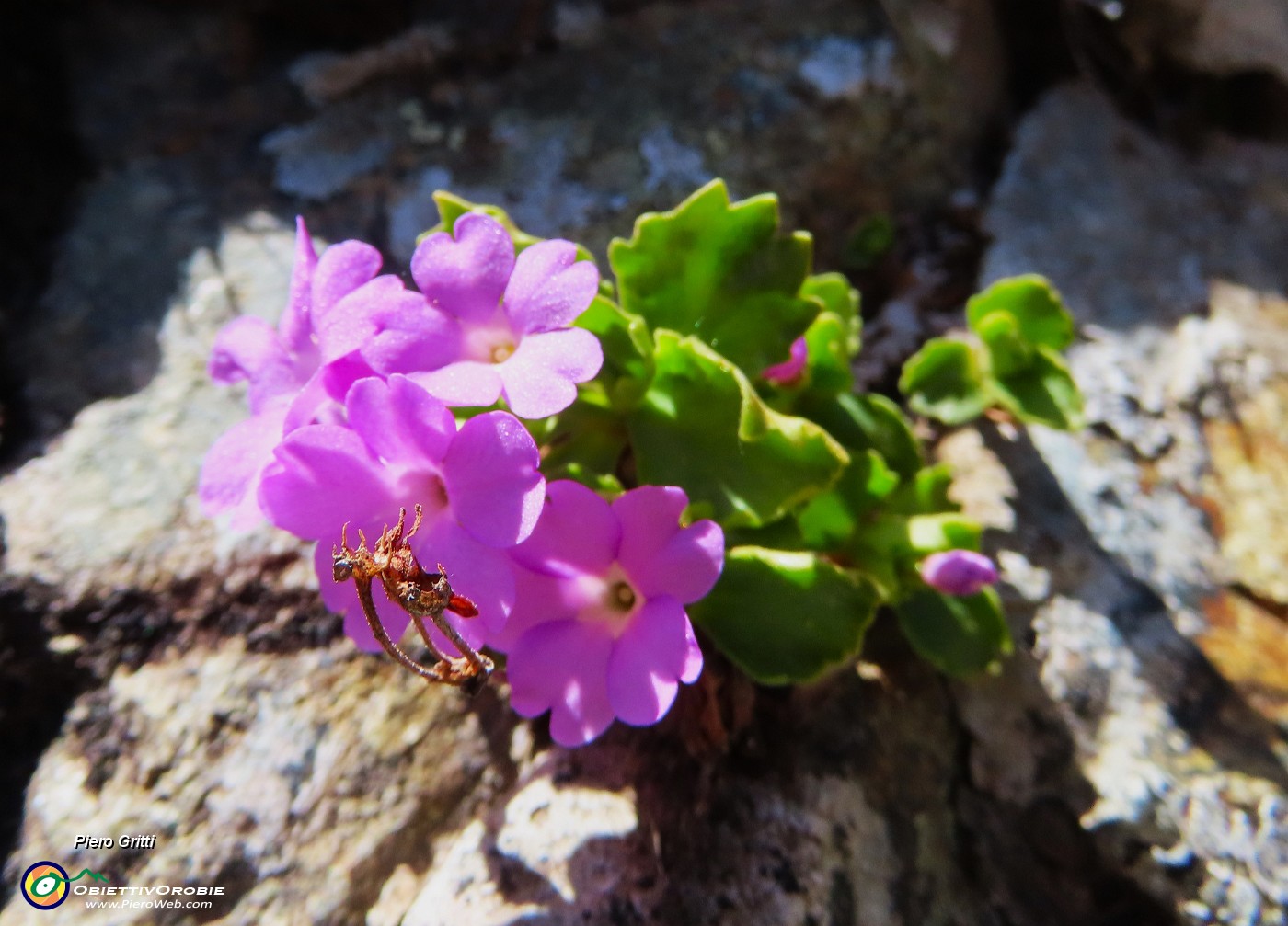 55 Primula hirsuta (Primula irsuta).JPG